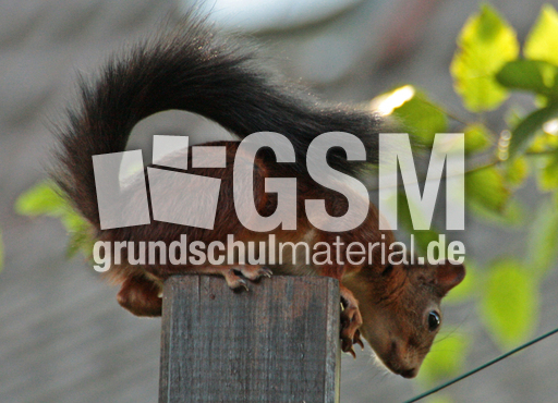 Eichhörnchen-A-63.jpg